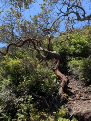 Arctostaphylos pallida