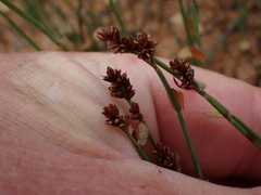 Elegia microcarpa, photograph (c) Eugene Hahndiek, some rights reserved (CC BY-SA)