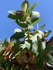 Arctostaphylos pallida