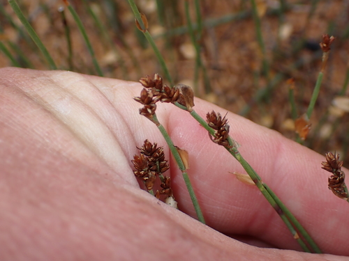 Elegia microcarpa, photograph 6