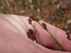 Elegia microcarpa, photograph (c) Eugene Hahndiek, some rights reserved (CC BY-SA)