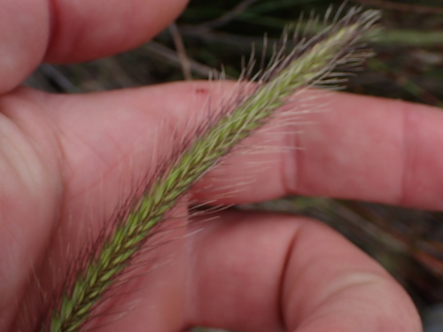 Hordeum nodosum iNat (2)