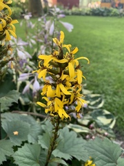 Ligularia dentata