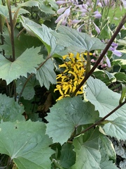 Ligularia dentata