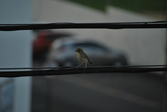 Ammodramus aurifrons