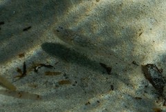 Pomatoschistus marmoratus