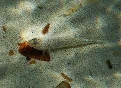 Pomatoschistus marmoratus