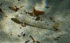 Pomatoschistus marmoratus