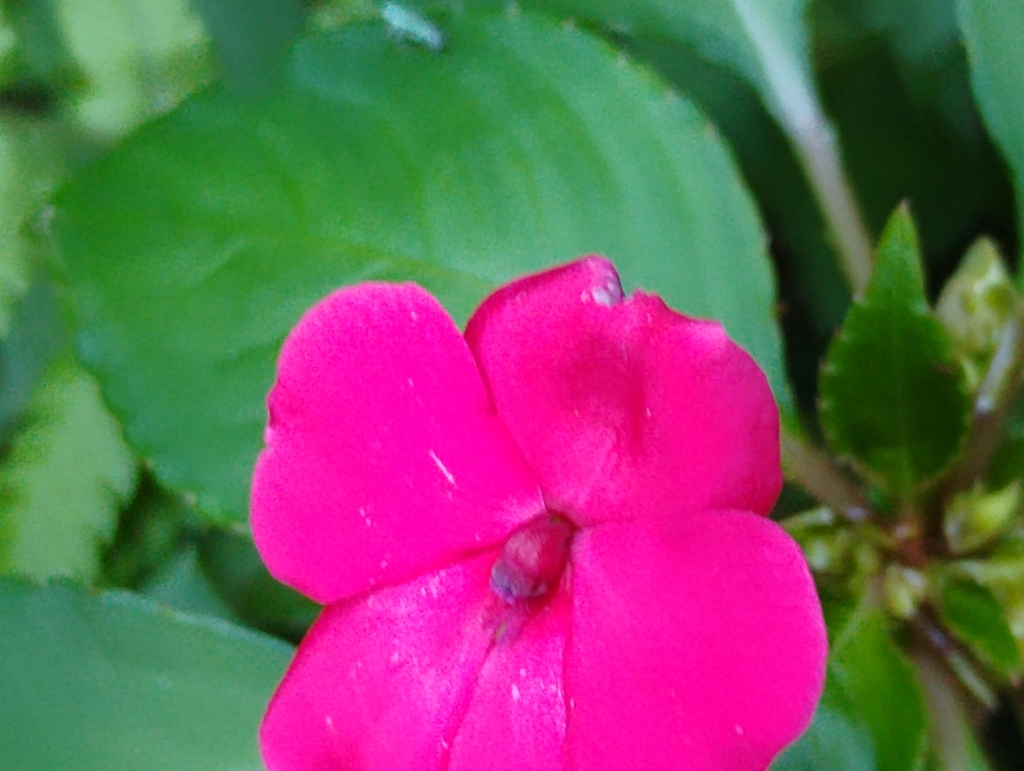 Impatiens flowers close-up