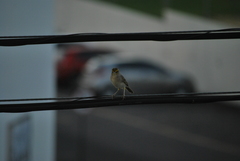 Ammodramus aurifrons