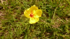 Crocanthemum brasiliense