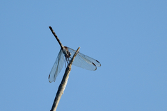 Dythemis
