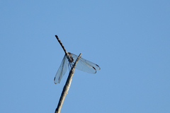 Dythemis