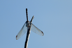 Dythemis