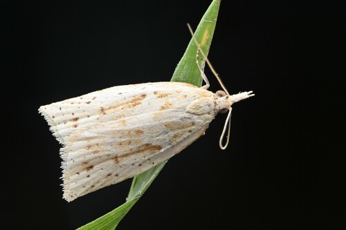 Apoctena conditana (Walker, 1863)