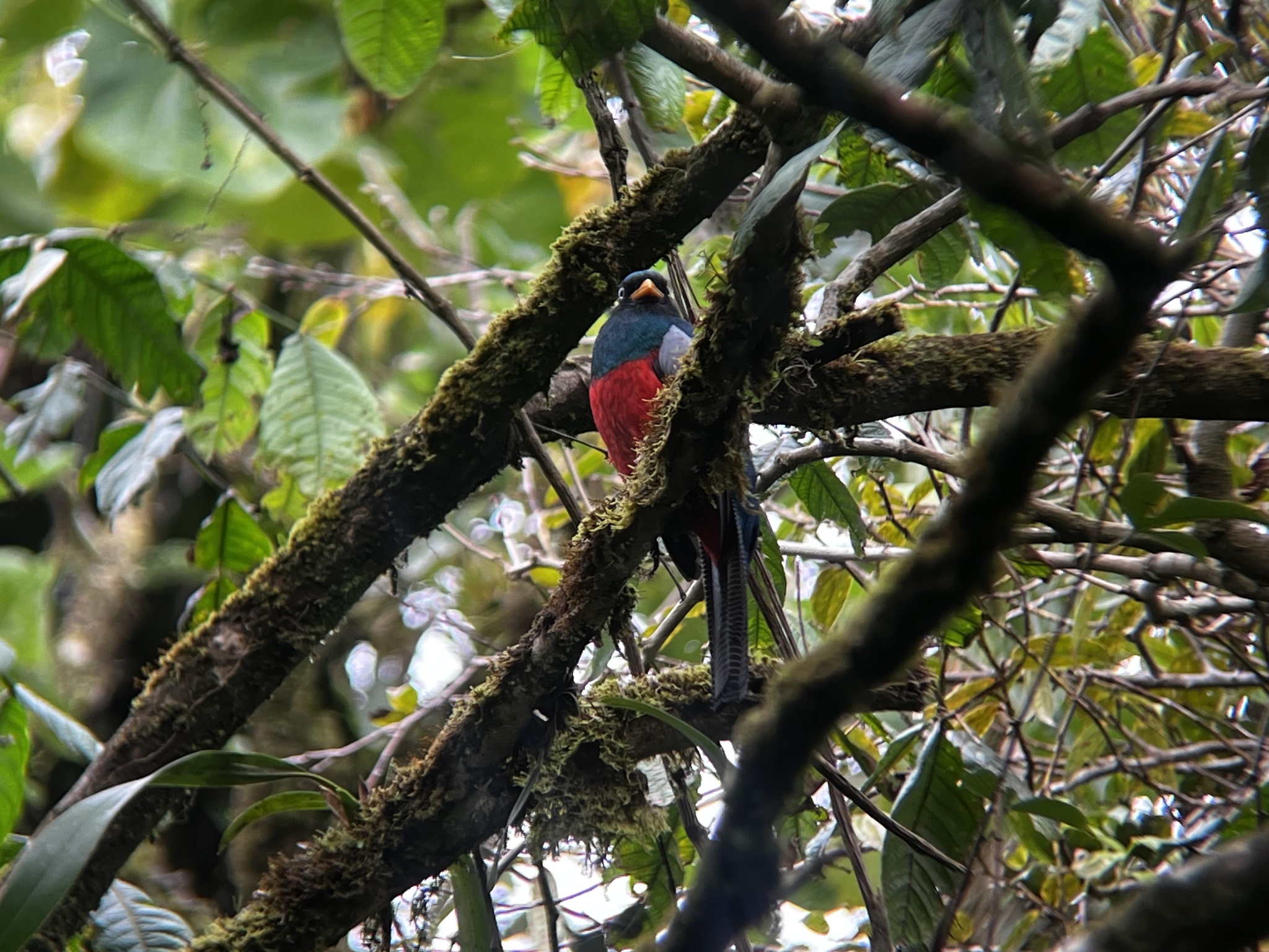 Lattice-tailed Trogon (Trogon clathratus), photo 4