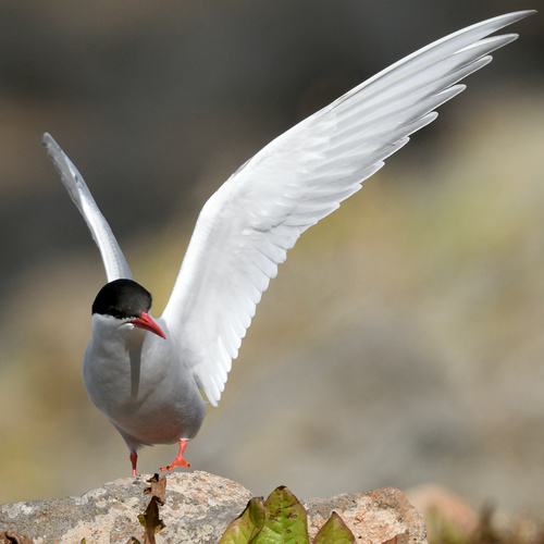 iNaturalist image