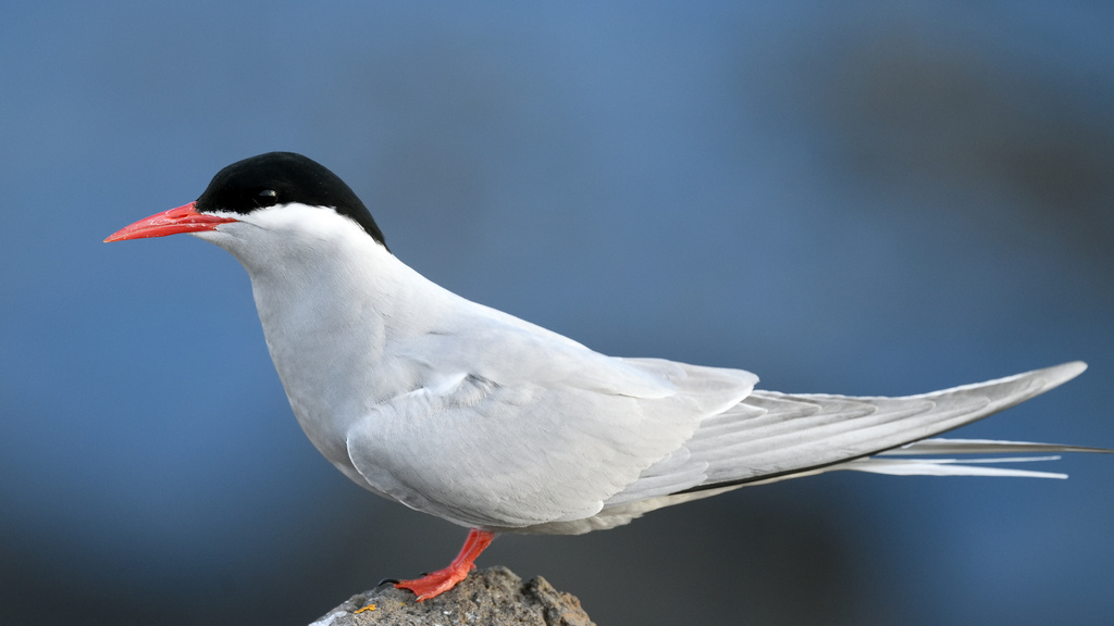 Kerguelen Tern (Sterna virgata) photo