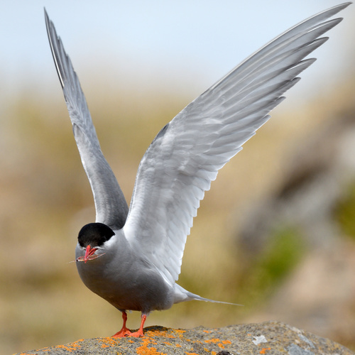 iNaturalist image