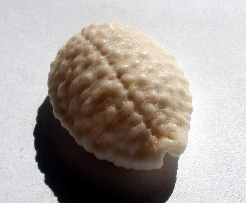 granulated cowry