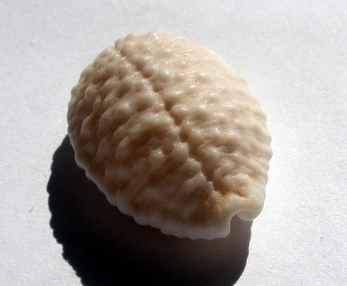 granulated cowry