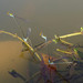 Pseudagrion rubriceps rubriceps - Photo (c) gailhampshire, alguns direitos reservados (CC BY)