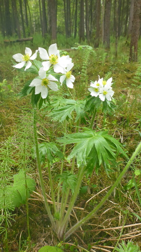 Anemonastrum crinitum