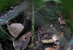 Three-Striped Dasyure photo 5