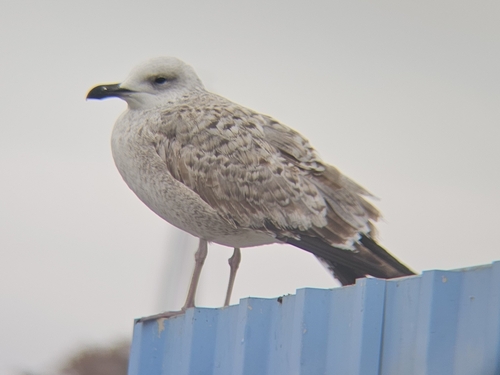 Gaviota del Caspio (Larus cachinnans)