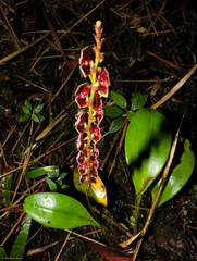 Stelis argentata