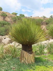 Dasylirion acrotrichum