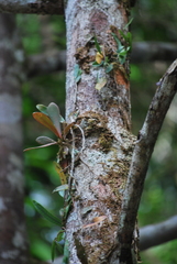 Codonanthopsis