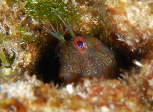 Mystery Blenny