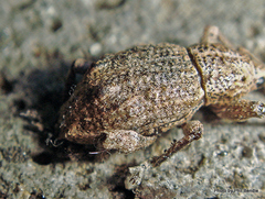 Catoptes binodis