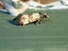 Neocochylis dubitana