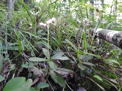 Chimaphila umbellata cisatlantica