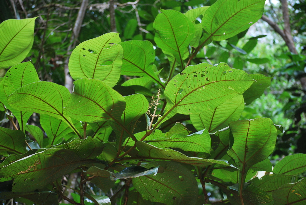 Miconia tomentosa