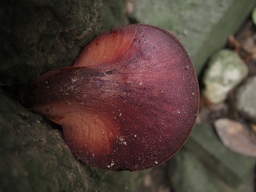 Fistulina hepatica