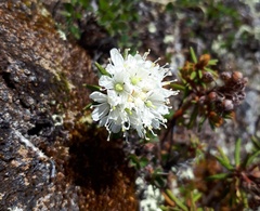 Rhododendron tomentosum