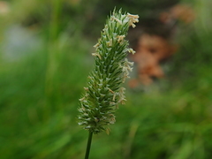 Phleum bertolonii