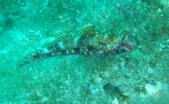 Gobius cruentatus