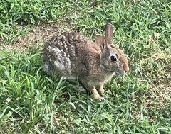 Sylvilagus floridanus