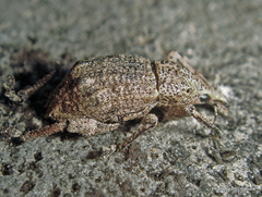 Catoptes binodis