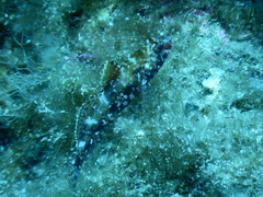 Gobius cruentatus