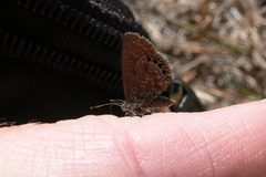 Brephidium pseudofea