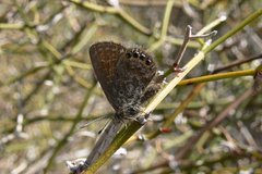 Brephidium pseudofea