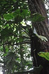 Philodendron fragrantissimum