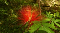 Calliandra tweediei