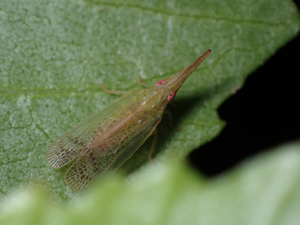 Macrovanua