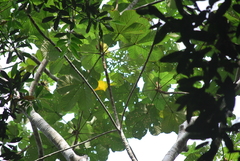 Cecropia purpurascens